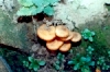 armillaria-ostoyae